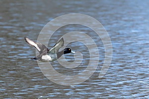 The tufted duck, Aythya fuligula, a diving duck flying at a Lake at Munich