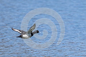 The tufted duck, Aythya fuligula, a diving duck flying at a Lake at Munich