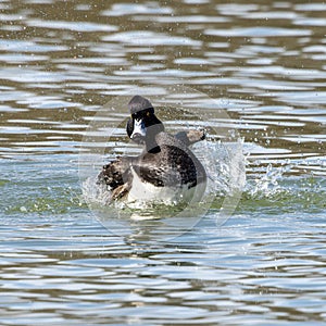 The tufted duck, Aythya fuligula, a diving duck spreading its wings on water on a Lake at Munich