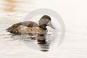 Tufted Duck - Aythya fuligula - female bird swimming in a lake