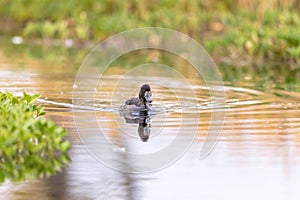 Tufted Duck - Aythya fuligula - female bird swimming in a lake