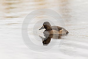 Tufted Duck - Aythya fuligula - female bird swimming in a lake