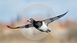 Tufted Duck (Aythya fuligula) in flight