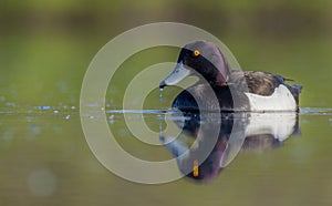 Tufted Duck - Aythya fuligula - male