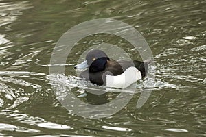 The tufted duck Aythya fuligula male duck swimming on the lake, clear  background, scene from wildlife, Germany, common bird in