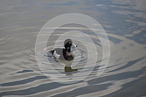 Tufted duck Aythya fuligula the most widespread diving duck in the UK swimming on a lake