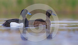 Tufted Duck - Aythya fuligula - pair