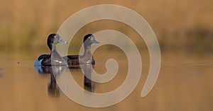 Tufted Duck - Aythya fuligula - pair