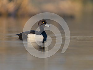 Tufted duck, Aythya fuligula photo