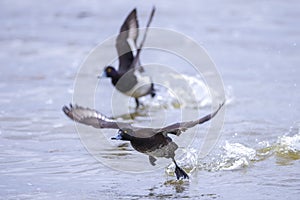 Tufted duck, Aythya fuligula, swimming