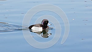 Tufted duck, Aythya fuligula swimming on the Kleinhesseloher Lake at Munich, Germany