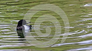 Tufted duck, Aythya fuligula swimming on the Kleinhesseloher Lake at Munich, Germany