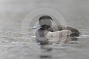 Tufted duck (Aythya fuligula) swimming in a lake with snowfall.