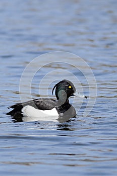 Tufted duck (Aythya fuligula)
