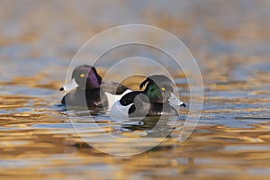 Tufted duck Aythya fuligula - two adult males swimming on water