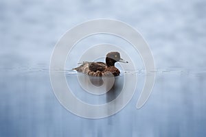 Tufted duck, aythya fuligula water bird swimming on pond surface. Wild animal background