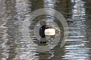 Tufted duck Baggersee