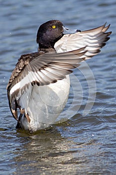 Tufted duck dance. Washing with wings outstretched on water. Aes
