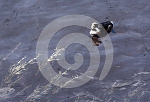 Tufted duck feeding among the pondweed), clean feathers