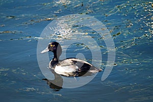 Tufted duck feeding among the pondweed), clean feathers