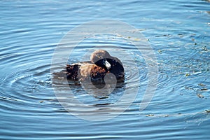 Tufted duck feeding among the pondweed), clean feathers