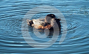 Tufted duck feeding among the pondweed), clean feathers