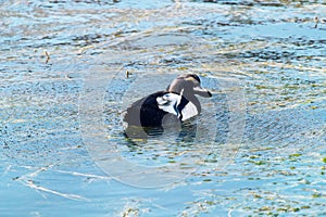 Tufted duck feeding among the pondweed), clean feathers