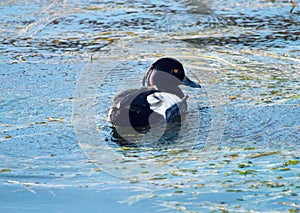 Tufted duck feeding among the pondweed), clean feathers