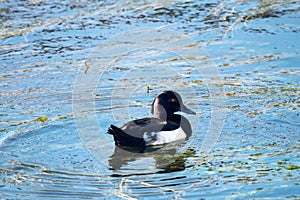 Tufted duck feeding among the pondweed), clean feathers