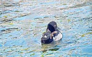 Tufted duck feeding among the pondweed), clean feathers