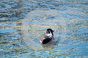 Tufted duck feeding among the pondweed), clean feathers