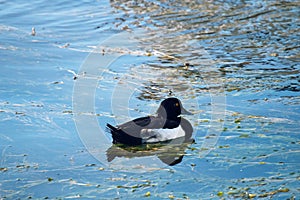 Tufted duck feeding among the pondweed), clean feathers