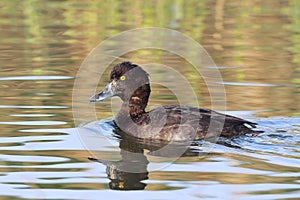 Tufted duck female HD