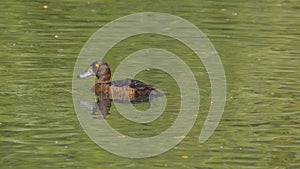 Tufted duck female swims on the lake