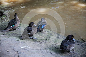 Tufted duck at Khonkaen zoo