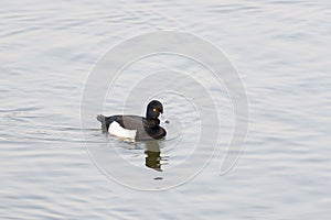 Tufted Duck male, Aythya fuligula, Jamnagar