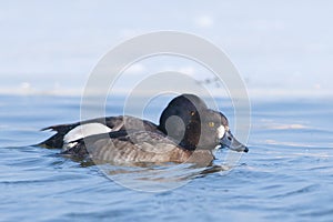 Tufted Duck pair