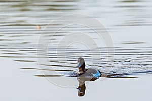 Tufted duck swim
