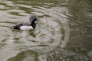 Tufted Duck Swimming in Calm Pond Waters