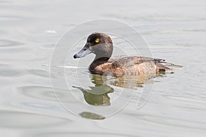 Tufted Duck in the UK