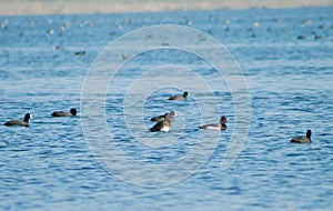 Tufted ducks and Common Coots in lake