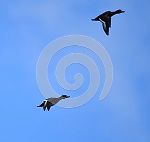 Tufted ducks flying