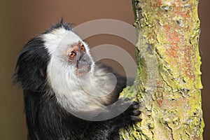 Tufted-ear marmoset photo