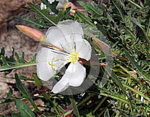 Tufted evening primrose