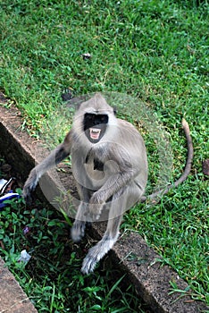Tufted gray langur expressing agression photo