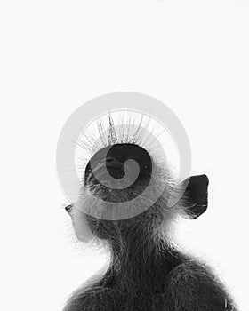 Tufted gray langur monkey looking up, backlit portrait photograph, monkey face close up