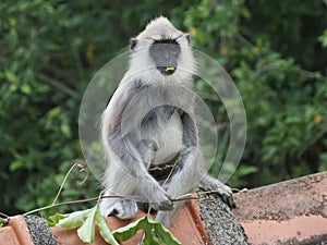Tufted gray langur monkey in Sri Lanka, Semnopithecus priam thersites