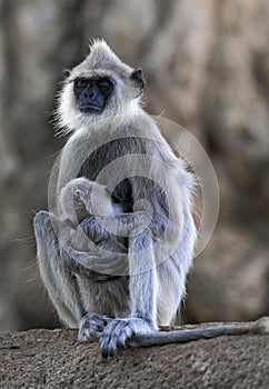 Tufted gray langur Semnopithecus priam monkey falling asleep nursing baby