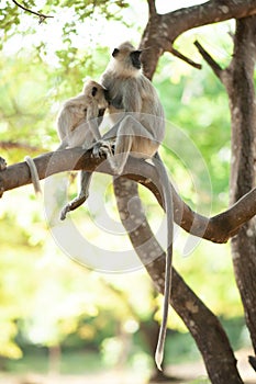 The tufted gray langur Semnopithecus priam in Sri Lanka