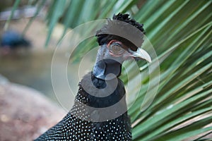 Tufted Guinea fowl, Guttera pucherani, on a background of pebbles. Birds, ornithology,